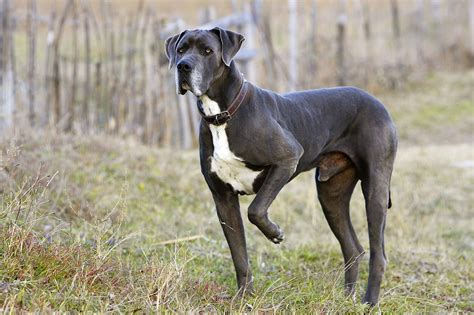 great dane dog knot|Great Dane Dog Breed Profile: Temperament Characteristics.